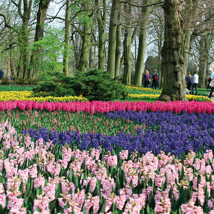 Colourful tulips of Keukenhof Gardens, Netherlands